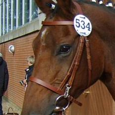 Dansk Varmblod Cheri,  død ;(