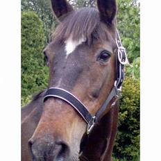 Traver Hilde Knab †060706†