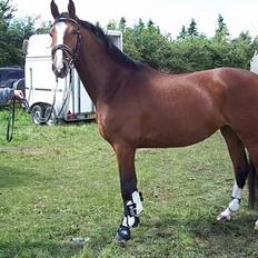 Dansk Varmblod Last Light