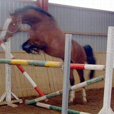 Dansk Varmblod Last Light