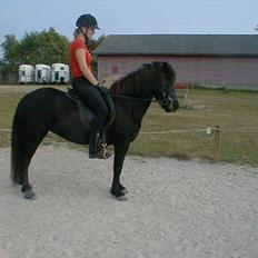 Islænder Mysla (SOLGT)