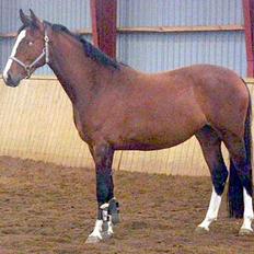 Dansk Varmblod Last Light