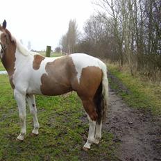 Pinto Wonder Boy 'Solgt'