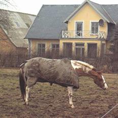 Pinto Wonder Boy 'Solgt'