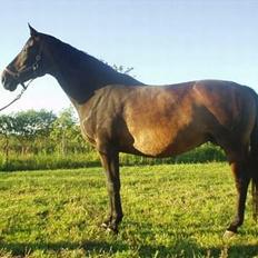 Dansk Varmblod Bouquet
