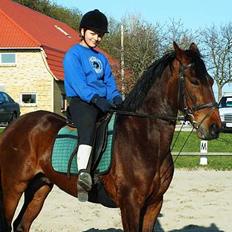 Anden særlig race Skipper *Solgt*