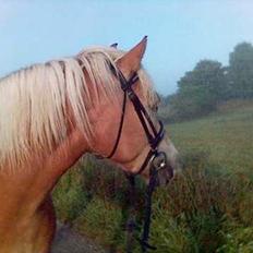 Haflinger Rosa (Død)