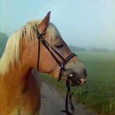 Haflinger Rosa (Død)