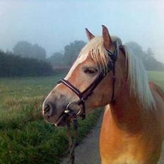 Haflinger Rosa (Død)