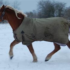 Haflinger Agent 007
