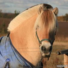Fjordhest Frej Kjeldsvang