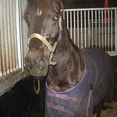 Anden særlig race Django<3 gammel pony ;/ 