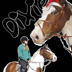 Pinto S. P. Miss Dixie**SOLGT**