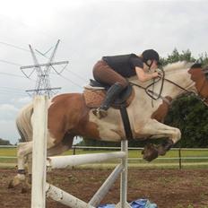 Pinto S. P. Miss Dixie**SOLGT**