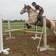 Pinto S. P. Miss Dixie**SOLGT**