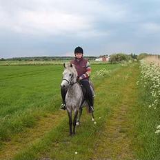 Welsh Pony (sec B) HATI  solgt 