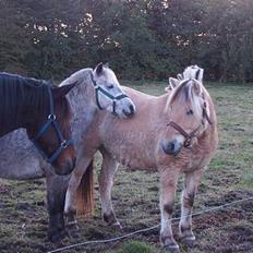 Welsh Pony (sec B) HATI  solgt 