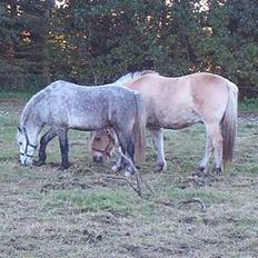 Welsh Pony (sec B) HATI  solgt 