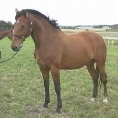 Dansk Varmblod Fabienne Foldager RDH 