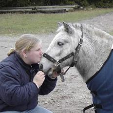 Shetlænder Højvangs Lille Claus