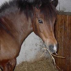 New Forest Flintdales Opal
