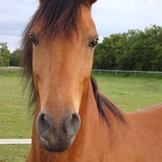 Sportsaraber (A) Paw