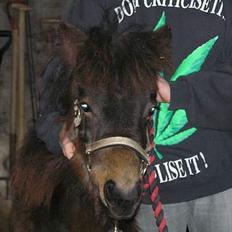 Anden særlig race Surprise