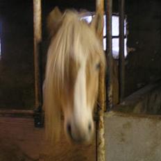 Haflinger Domenick (solgt)