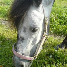 Anden særlig race Tulle