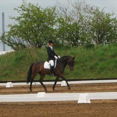 Dansk Varmblod † Elmevangs Maine †