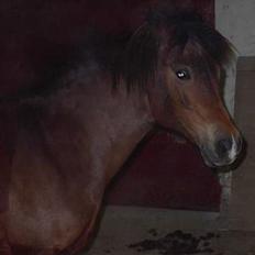 New Forest Flintdales Opal