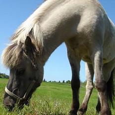 Islænder Hildingur fra ValhalSOLGT