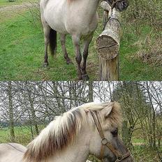 Islænder Hildingur fra ValhalSOLGT