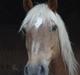 Haflinger Agent 007