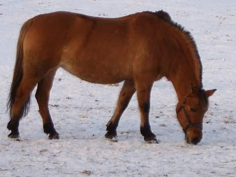 Anden særlig race Bella<,3 - Ja... Det er så fra d. 8/1 - 06 i sneen... billede 14