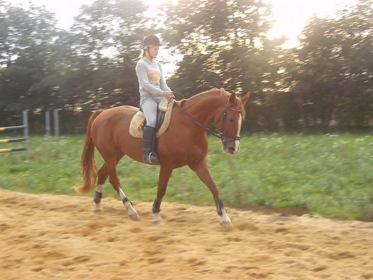 Frederiksborg Tanja *solgt* - min hypper billede 1