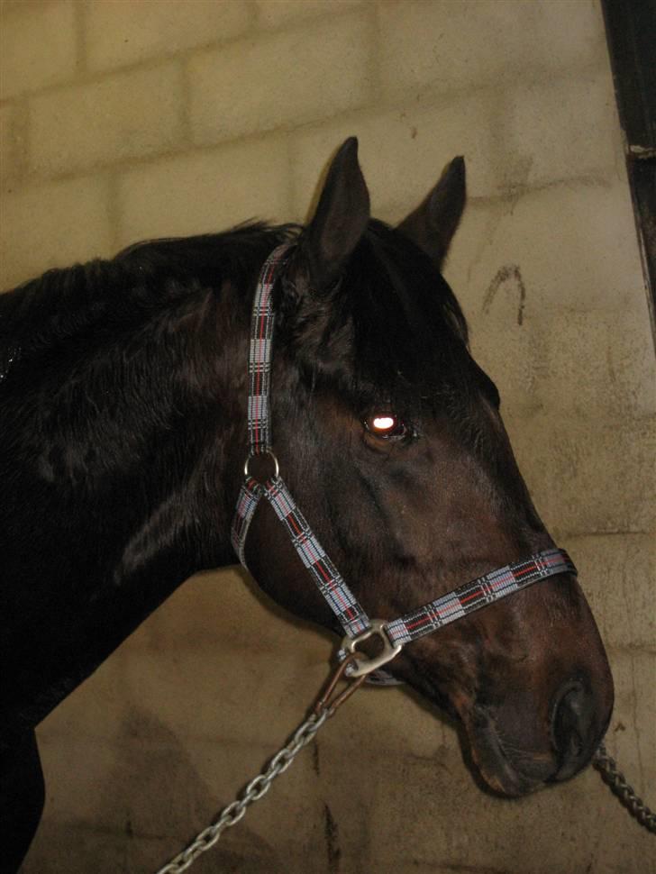 Dansk Varmblod Graversgaards Armageddon - den smukkeste billede 1