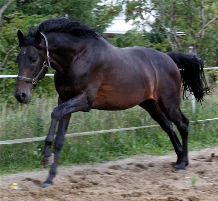 Dansk Varmblod Graversgaards Armageddon billede 2