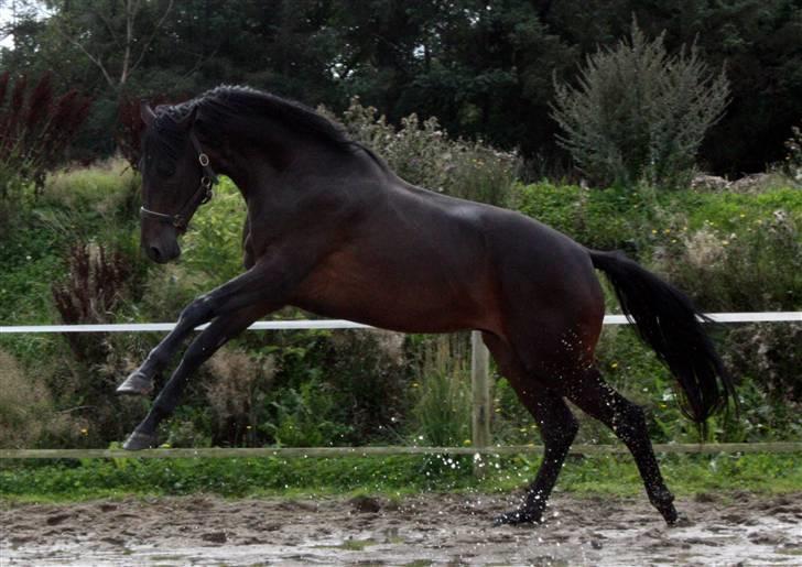 Dansk Varmblod Graversgaards Armageddon - hvor dejlig kan man egentlig være billede 4