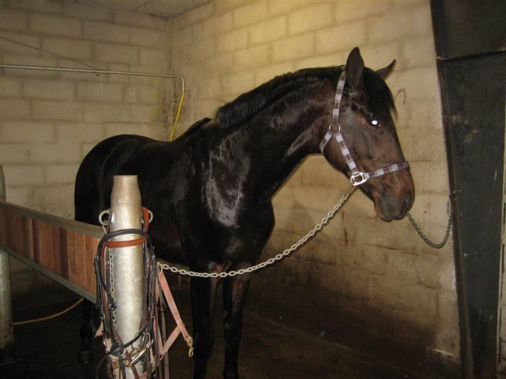 Dansk Varmblod Graversgaards Armageddon - fin og ren, efter arbejde billede 6