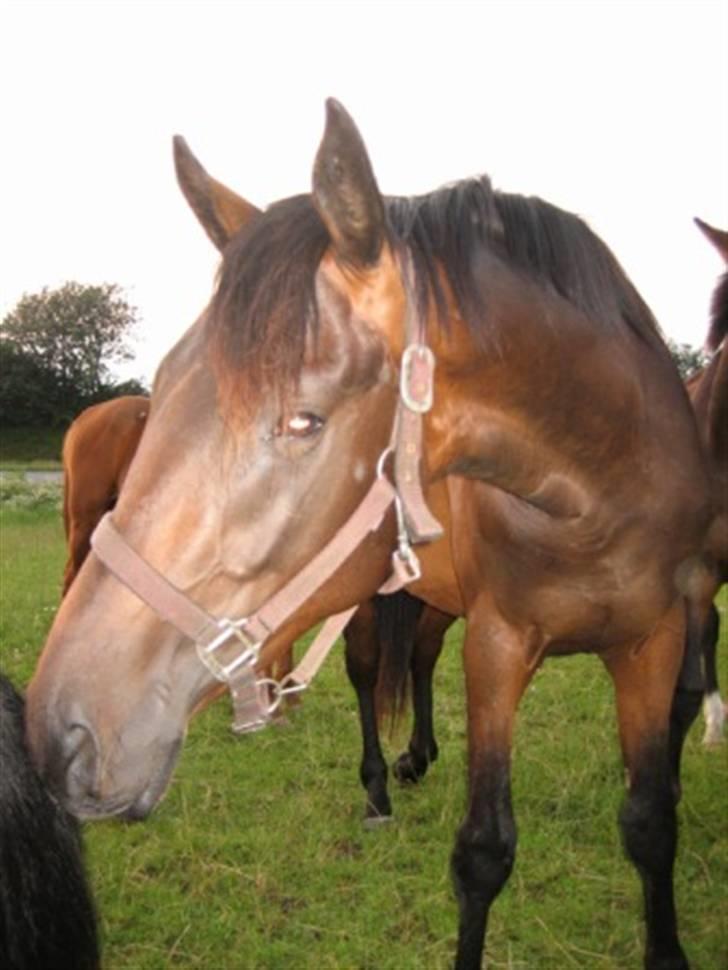Dansk Varmblod Graversgaards Armageddon - snif snif billede 7