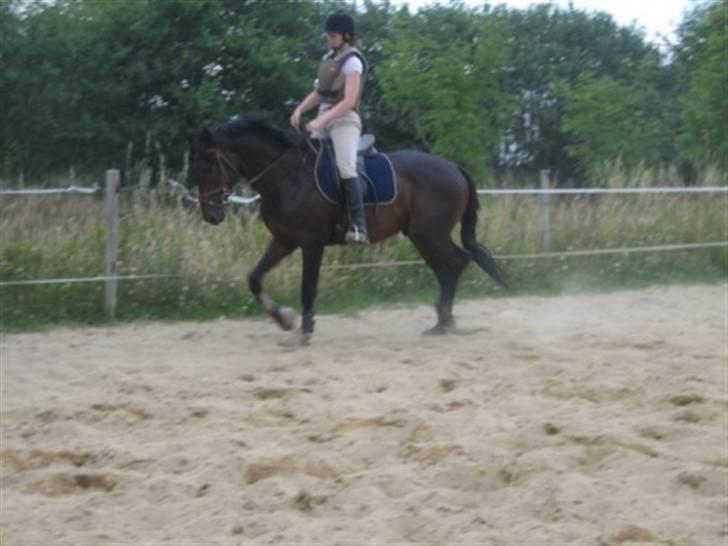 Dansk Varmblod Graversgaards Armageddon - yes benene virker billede 8