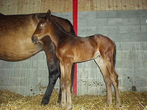 Dansk Varmblod Graversgaards Armageddon - for smuk billede 9