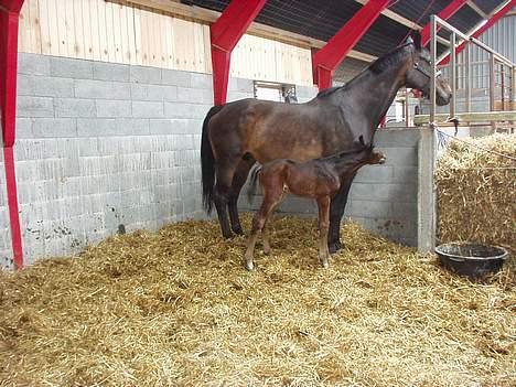 Dansk Varmblod Graversgaards Armageddon - er han ikke bare smuk billede 10