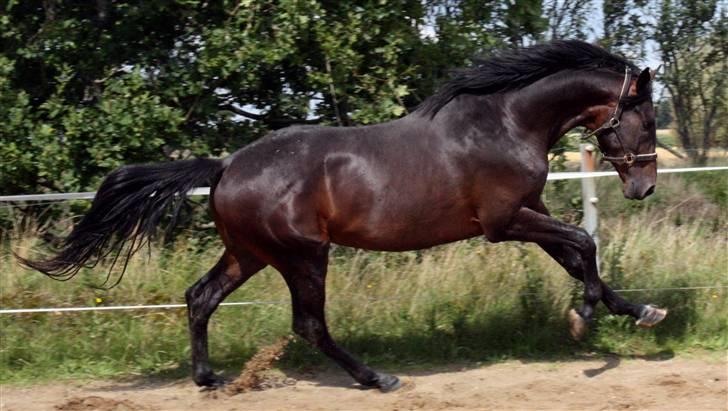 Dansk Varmblod Graversgaards Armageddon billede 11