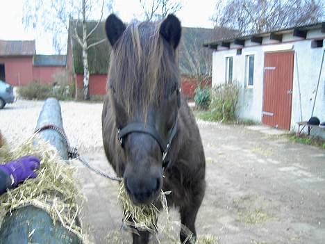 Islænder Fleygur. *SOLGT* - Fleygur . billede 5