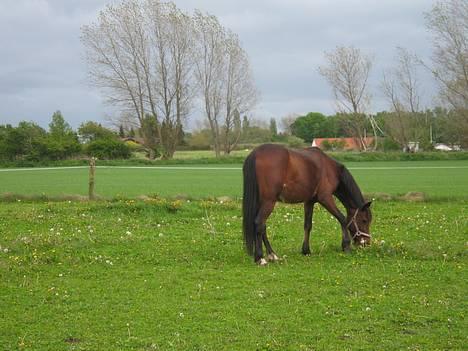Anden særlig race Dipsy billede 18