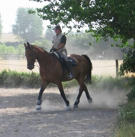 Dansk Varmblod Clayton R.I.P. - Træning d. 22.07 billede 4