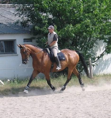 Dansk Varmblod Clayton R.I.P. - Træning d. 22.07.. Trav ad langsiden.. billede 8