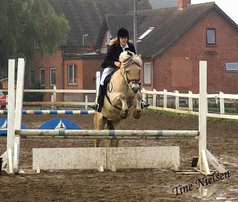 Fjordhest Lasse billede 1